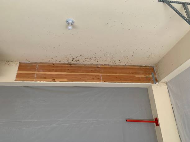 Best Black Mold Removal  in Lithonia, GA